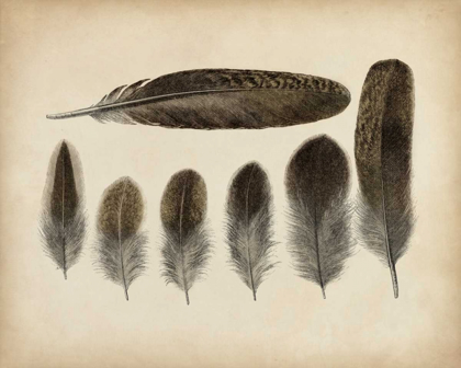 Picture of VINTAGE FEATHERS VI