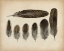 Picture of VINTAGE FEATHERS VI