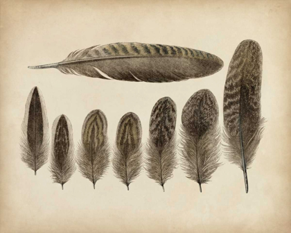 Picture of VINTAGE FEATHERS VIII