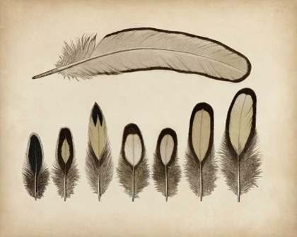 Picture of VINTAGE FEATHERS IX