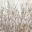 Picture of SHADOWS II