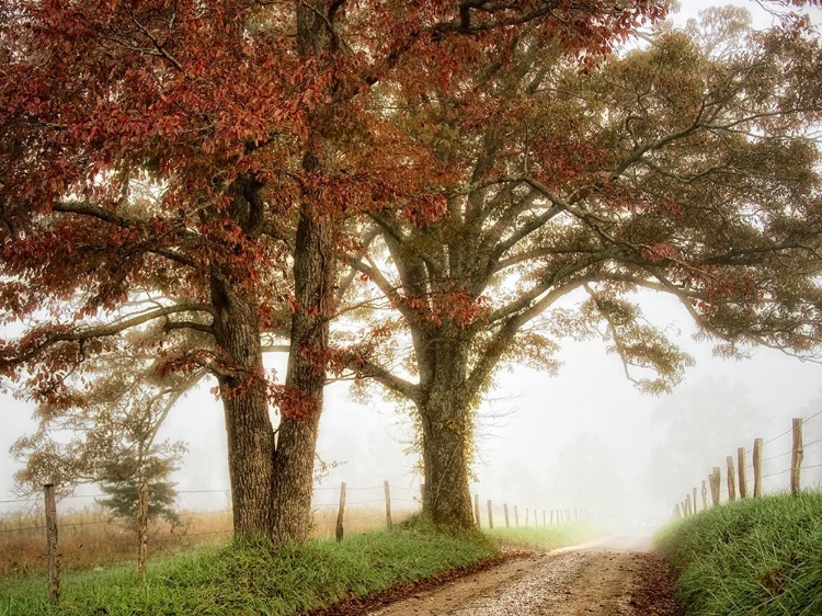 Picture of TWO OAKS
