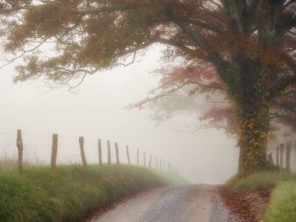 Picture of BLANKET OF FOG