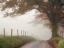 Picture of BLANKET OF FOG