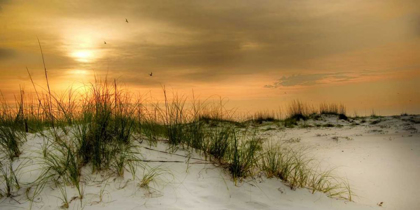 Picture of SEAGULLS AT SUNRISE