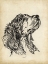 Picture of BREED STUDIES VII
