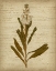Picture of ROMATIC PRESSED FLOWERS III