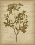 Picture of ROMANTIC PRESSED FLOWERS IV