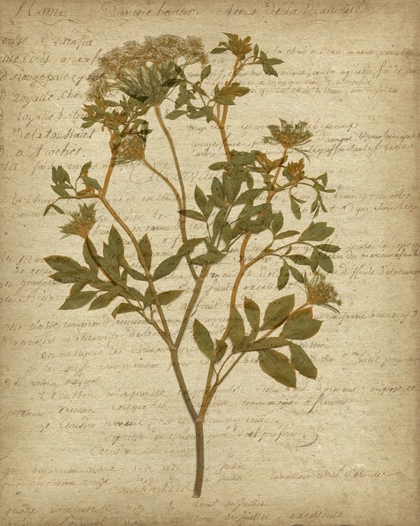 Picture of ROMANTIC PRESSED FLOWERS IV