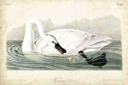Picture of TRUMPETER SWAN I