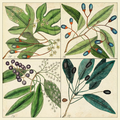 Picture of CATESBY LEAF QUADRANT I