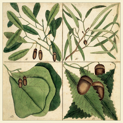 Picture of CATESBY LEAF QUADRANT II