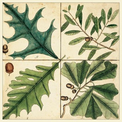 Picture of CATESBY LEAF QUADRANT III