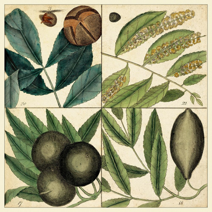 Picture of CATESBY LEAF QUADRANT IV