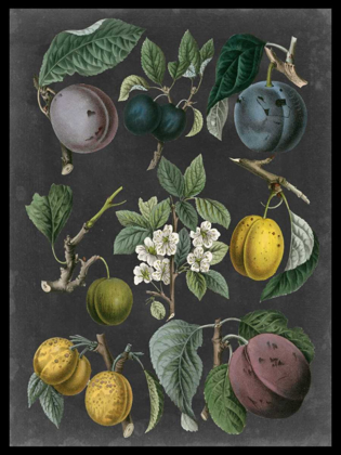 Picture of ORCHARD VARIETIES IV