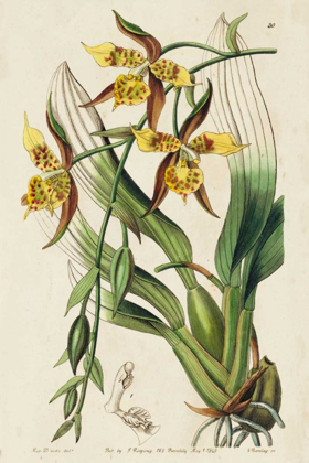 Picture of SPRING ORCHID I