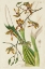 Picture of SPRING ORCHID II