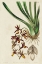 Picture of SPRING ORCHID V