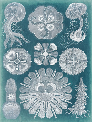 Picture of SEALIFE BLUEPRINT IV