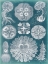 Picture of SEALIFE BLUEPRINT IV