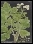 Picture of DRAMATIC WEINMANN GREENERY I