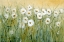 Picture of DAISY SPRING I