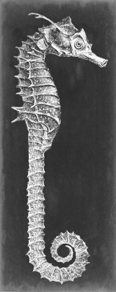 Picture of SEAHORSE BLUEPRINT II