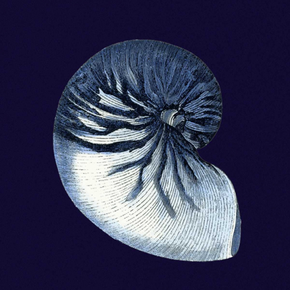 Picture of INDIGO SHELLS VII