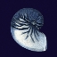 Picture of INDIGO SHELLS VII