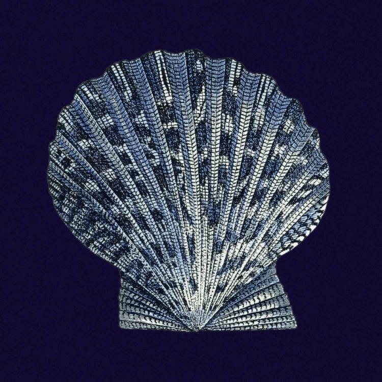 Picture of INDIGO SHELLS VIII