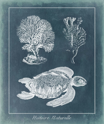 Picture of AZURE SEA TURTLE STUDY I