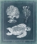Picture of AZURE SEA TURTLE STUDY I