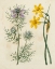 Picture of GARDEN PAIRINGS VI