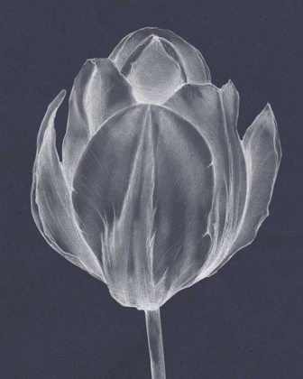 Picture of MONOCHROME TULIP I