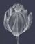 Picture of MONOCHROME TULIP I
