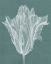 Picture of MONOCHROME TULIP V