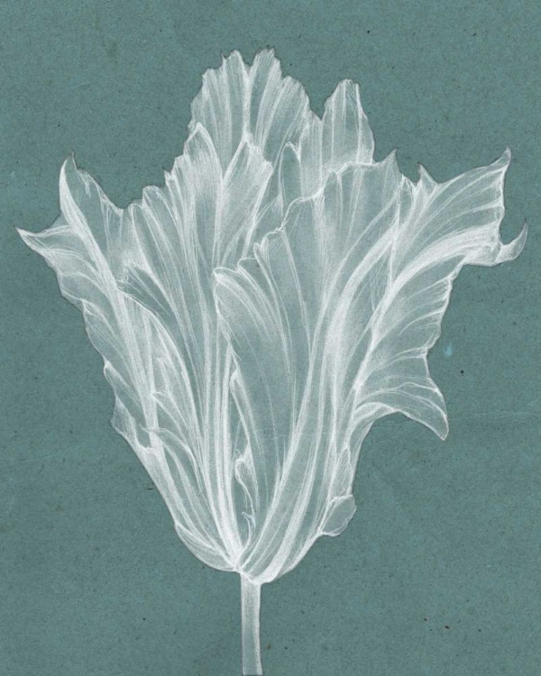 Picture of MONOCHROME TULIP V