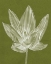 Picture of MONOCHROME TULIP VI