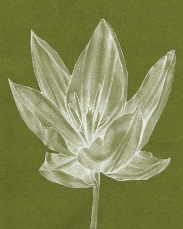 Picture of MONOCHROME TULIP VI