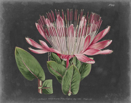 Picture of DRAMATIC PROTEA II