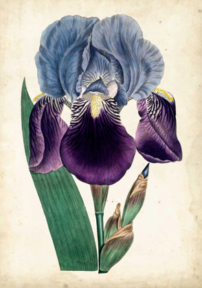 Picture of CURTIS IRIS III