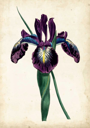 Picture of CURTIS IRIS V