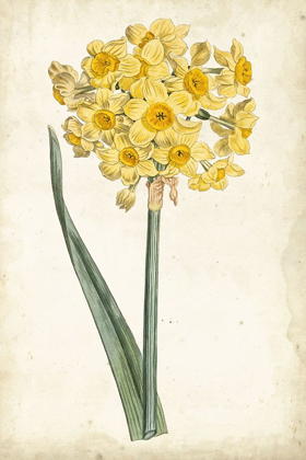 Picture of CURTIS NARCISSUS I