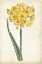 Picture of CURTIS NARCISSUS I