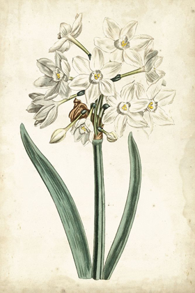 Picture of CURTIS NARCISSUS II