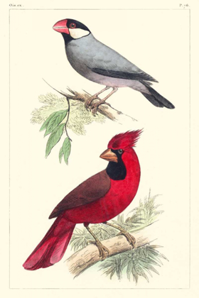 Picture of LEMAIRE BIRDS I