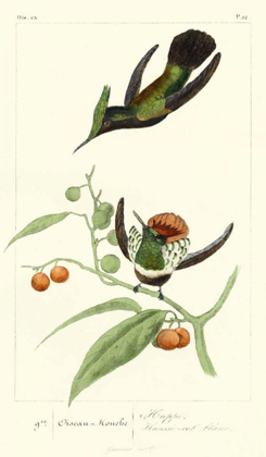 Picture of LEMAIRE HUMMINGBIRDS III