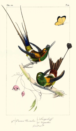 Picture of LEMAIRE HUMMINGBIRDS IV