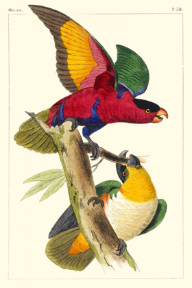 Picture of LEMAIRE PARROTS I