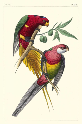 Picture of LEMAIRE PARROTS III